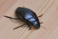 grote spinnende watertor (Hydrophilus piceus) 4-2014 8691